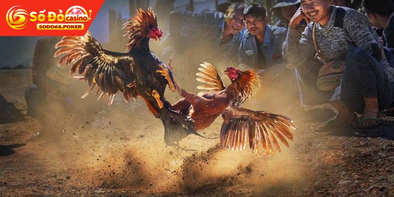 Bí quyết chăm sóc và huấn luyện gà đá cựa sắt